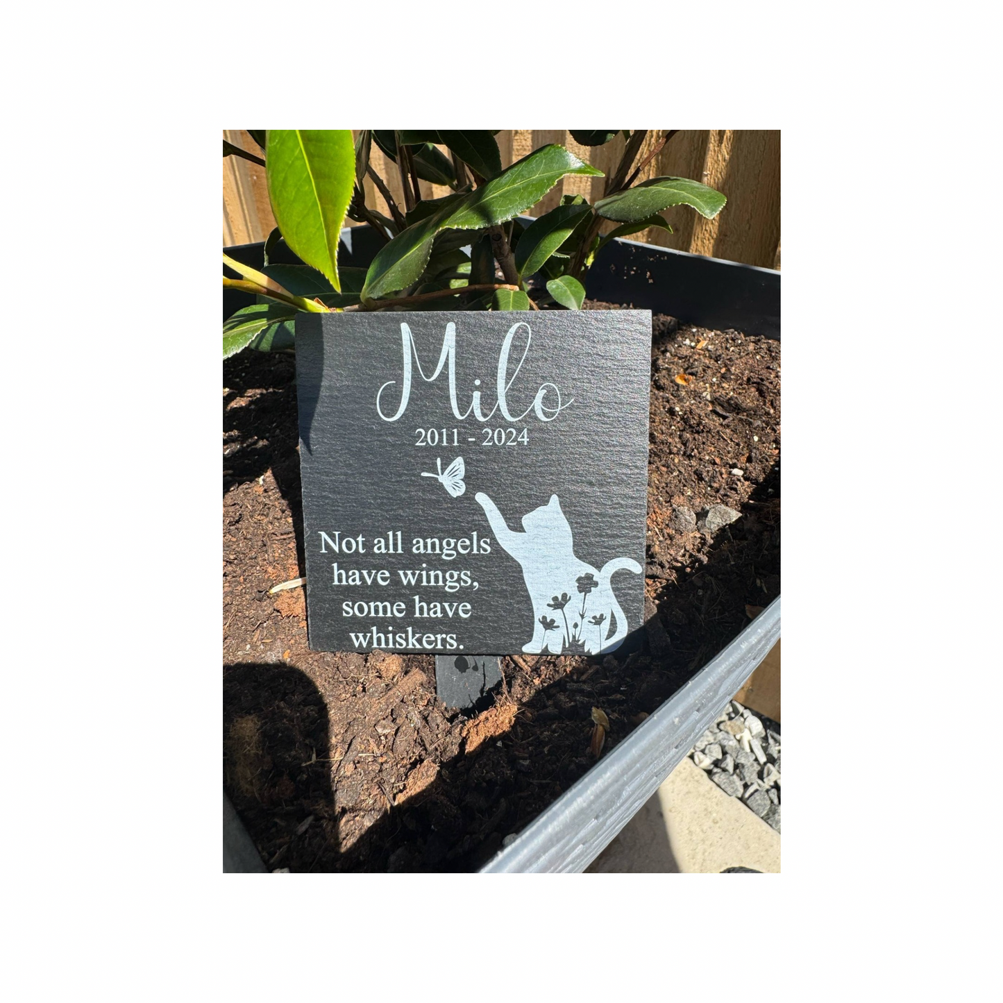 Cat memorial not all angels have wings