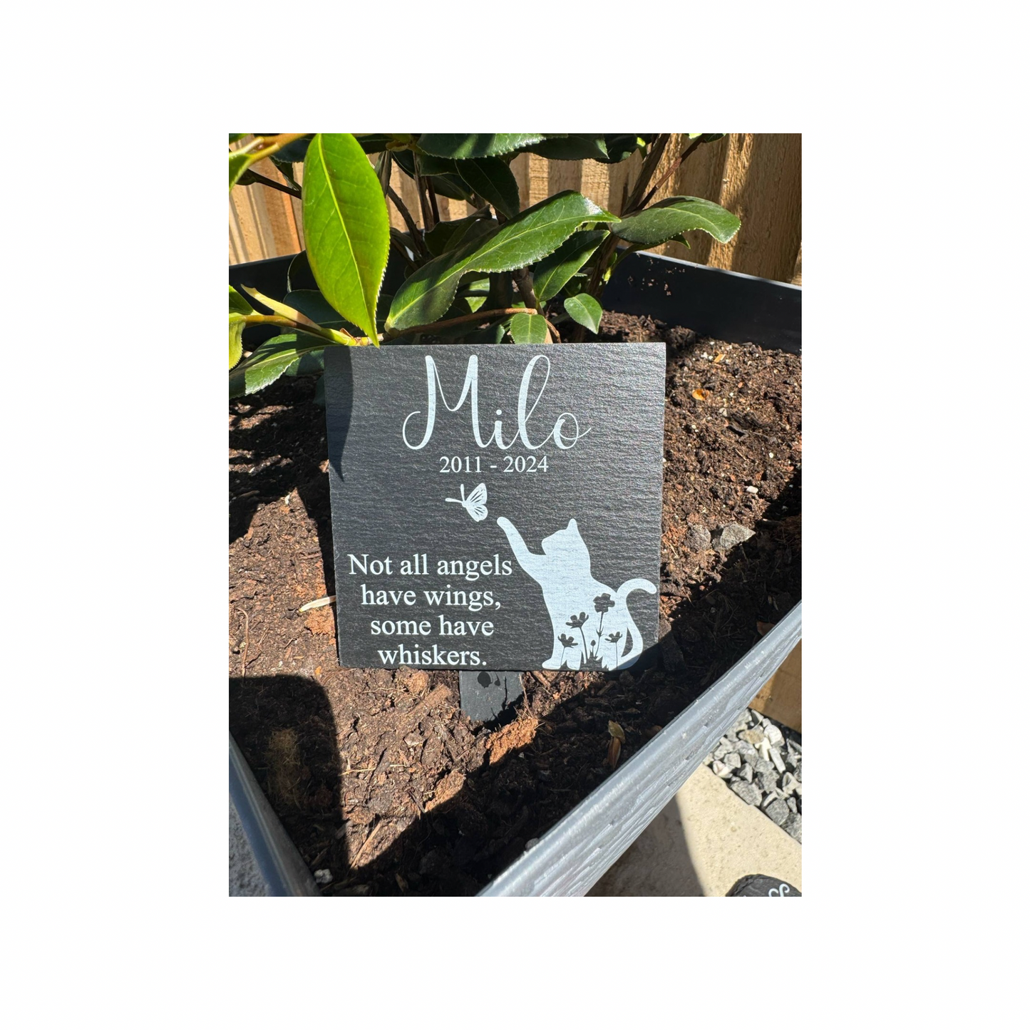 Cat memorial not all angels have wings